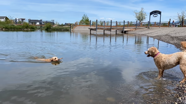 Bozeman Pond Park Dog Park photo 2